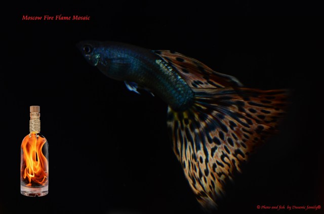Moscow Fire Flame Mosaic guppy guppies
