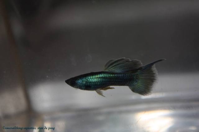 Moscow Top Swordtail guppy