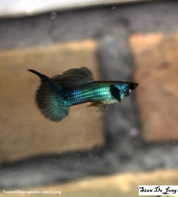 Moscow Top Swordtail guppy