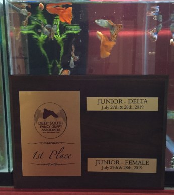 Nikola's DSFGA IFGA guppy show guppy award