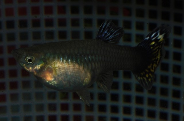 Our Mosaic female guppy gupi guppies gupike