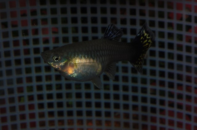 Our Mosaic female guppy gupi guppies gupike