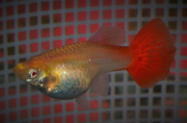Red Albino Female
