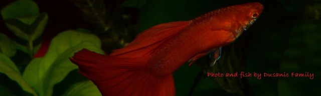 Red Albino guppy guppies gupi gupika