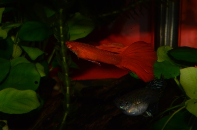Red Albino in to Mosaic guppy cross