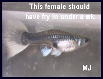 Guppy females gravid spot