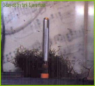 Guppy fry and Java moss