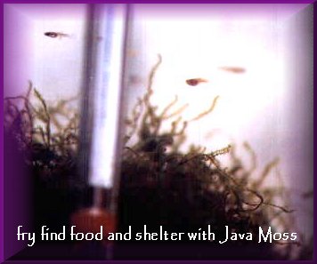Guppy fry and Java moss