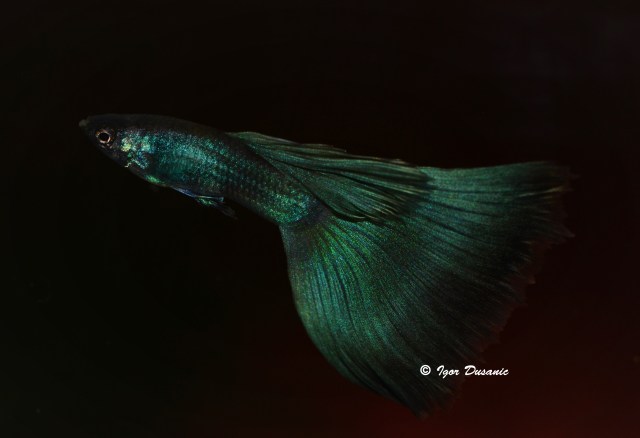 Green Moscow guppy by Dusanic's family