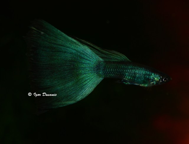 Green Moscow guppy by Dusanic's family
