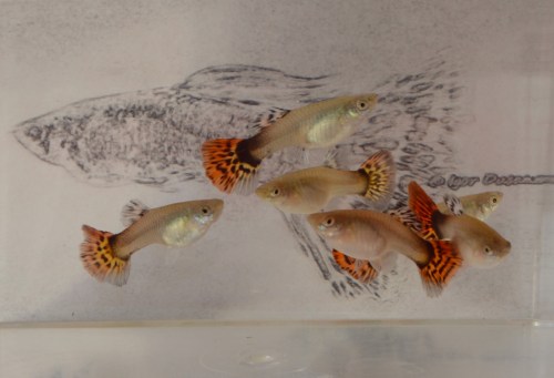Red Mosaic guppy female