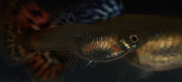 Crvene mozaik gupi zenke gupike gupiji