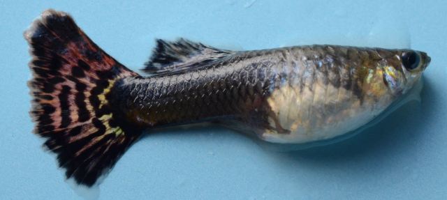 Red mosaic red tail guppies guppy female