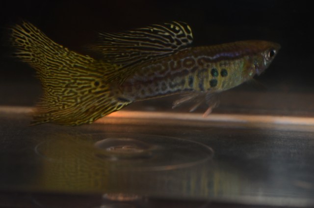 Zmijska koza gupi gupiji gupike