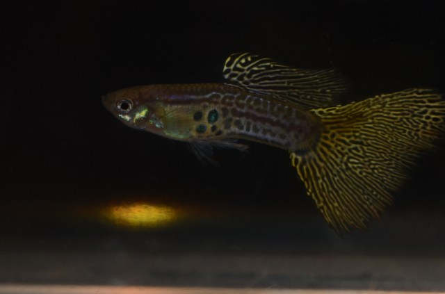 Zmijska koza gupi gupiji gupike