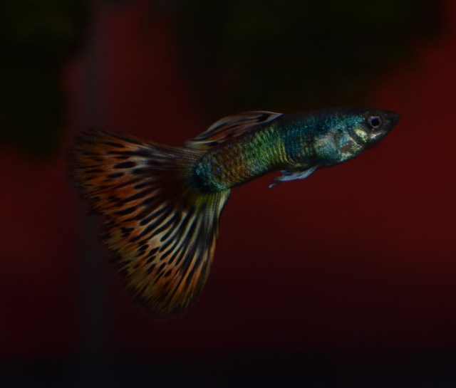 Moscow Red Mosaic guppy