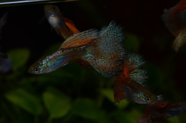 Red Grass guppies
