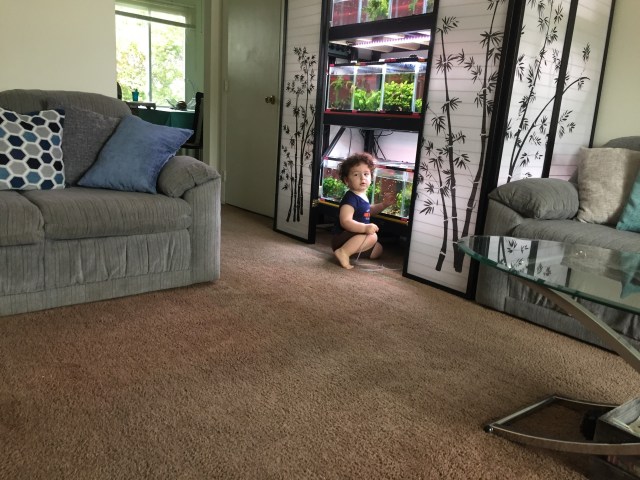 The youngest family member pretends to clean the tanks
