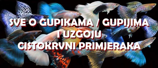 Sve o gupi gupikama gupijima