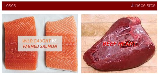 Losos i junece srce hrana za gupike
