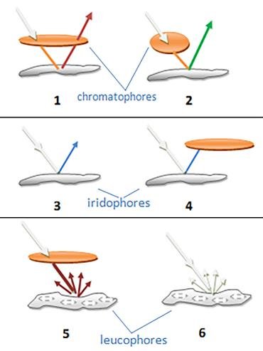 The main three skin structures chromatophores iridophores and leucophores of CFA