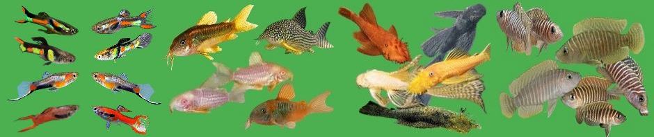 From Our Tanks To Yours!